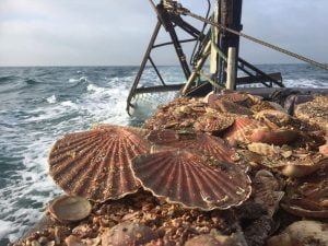 Coquille Saint-Jacques